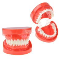 Dental Education Orthodontic Dental Teeth Model with Ce