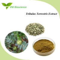 High Quality ISO Certified 100% Natural Tribulus Terrestris Extract