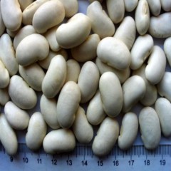 White Kidney Bean of China Origin图1