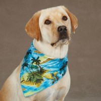 Eco-Friendly OEM Design Dog Bandana