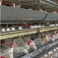 Cages/Livestock Machinery/Hot Galvanized Automatic Chicken Farm Poultry Cage System/Battery Layer Po