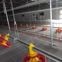 Fully Automatic Poultry Farming Feeding Line System Feeder Equipment for Broiler Chicken Products