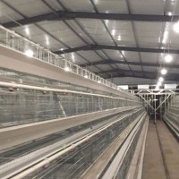 Poultry Equipment Battery Cage System/Egg Incubator/Incubator /Drinking Line/Feeding Line/Poultry Ca