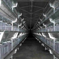 Automatic Egg Incubator Chicken House/ Battery Cage System/Drinking Line/Poultry Cage/ Egg Incubator