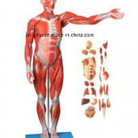 Teaching Model  Xy-10001 Muscles of Male with Internal Organs (85cm)