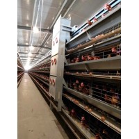 Morden Design H Type Poultry Equipment of Battery Layer Cage