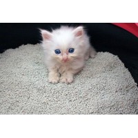 Clean Paws Popular Eco-Friendly Bentonite Cat Litter Pretty Price