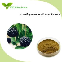 ISO SGS Certified Eleutheroside/Acanthopanax Extract/Siberian Ginseng Extract