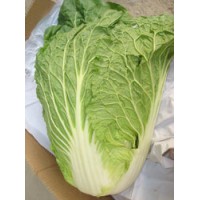 New Crop Fresh Chinese Cabbage