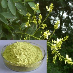 Nutural Plant Extract Rutin Health Care Products Used to Protect Blood Vessels图1