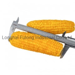 High Quality New Corp Frozen Sweet Corn Cut图1