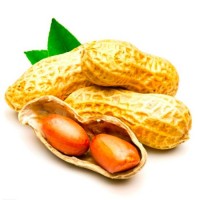 100% Healthy Organic Peanuts Supplier From China