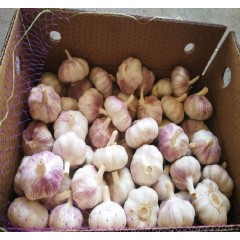 Fresh Crop Excellent Grade Normal White Garlics图1