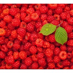 Stable Supply of High Quality Frozen Raspberry in New Crop图1