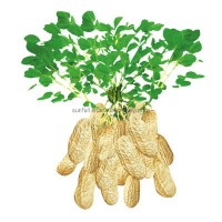 100% Natural Peanut Skin Extract Luteolin 98%