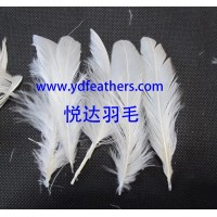 Natural white rooster tail feathers for wholesale