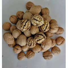 Walnut kernel export manufacturers图3