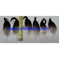 Rare mallard duck curled tail feather for wholesale