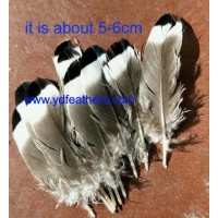 mallard black tipped wing plumage for wholesale