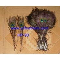 Rare peacock tail 8-10" feathers for Wholesale