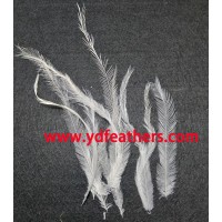 Bleached EMU(Australia ostrich ) for Wholesale