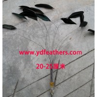 Stripped black rooster tail feather 8-10